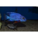 Aulonocara stuartgranti cobue 5 - 7 cm