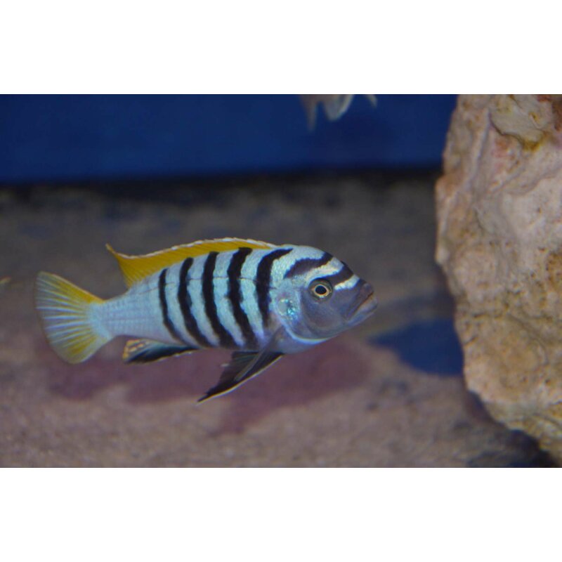 Cynotilapia afra jalo reef WFNZ 3 - 4 cm, 7,00 €