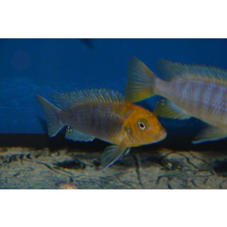 Metriaclima hayomaylandi 4  cm
