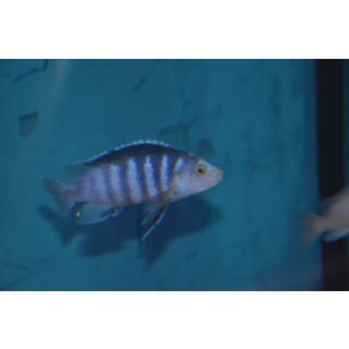 Labidochromis chizumulae WFNZ 4 - 5 cm