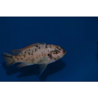 Labeotropheus fulleborni blue eastern 4 - 5 cm