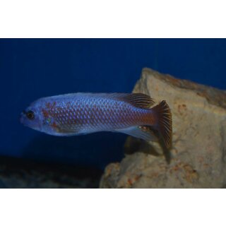 Labeotropheus trewavasae Katale ochre 3 - 4 cm selten