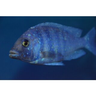 Placidochromis phenochilus Tansania 5 - 6 cm WFNZ