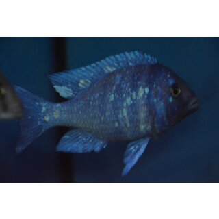 Placidochromis phenochilus Tansania 5 - 8 cm WFNZ