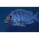 Placidochromis phenochilus Tansania 5 - 6 cm WFNZ
