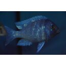 Placidochromis phenochilus Tansania 5 - 6 cm WFNZ