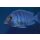 Placidochromis phenochilus Tansania 5 - 6 cm WFNZ