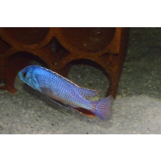 Protomelas fenestratus Lupingu fire blue 5 - 7 cm toll in Farbe