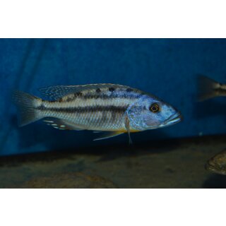 Tyrannochromis nigriventer South  5 - 7 cm