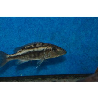 Tyrannochromis nigriventer South  5 - 7 cm