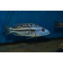 Tyrannochromis nigriventer South  7 - 9 cm