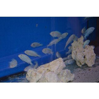 Metriaclima callainos withe zebra WFNZ 3 cm