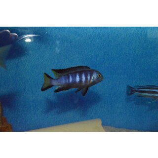 Metriaclima sp. elongatus chewere 4 - 5 cm