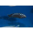 Chidongo (Pseudotropheus) sp. elongatus neon spot 4 cm