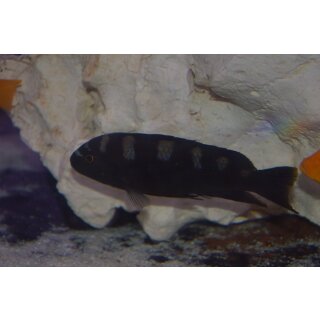 Pseudotropheus crabro 4 - 5 cm