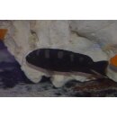 Pseudotropheus crabro  4 - 5 cm