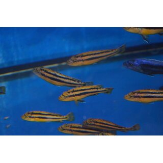 Melanochromis chipokae 5 - 6 cm