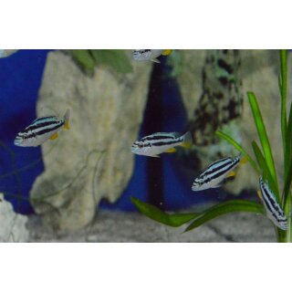 Melanochromis sp. northern blue WFNZ 3 - 4 cm