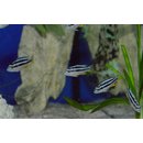 Melanochromis sp. northern blue WFNZ 5 - 6 cm
