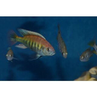 Haplochromis Nyereri red head 4 - 6 cm 2 Männchen