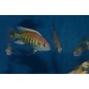 Haplochromis Nyereri red head 4 - 6 cm 2 Männchen