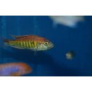 Haplochromis Nyereri red head 4 - 6 cm 2 Männchen
