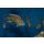 Haplochromis Nyereri red head 3 - 4 cm