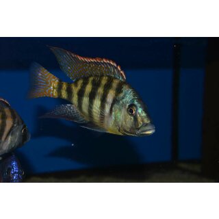 Placidochromis johnstoni  5 - 6 cm