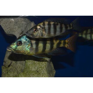 Placidochromis johnstoni  5 - 6 cm