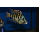 Placidochromis johnstoni 7 - 11 cm Gruppe 1/3