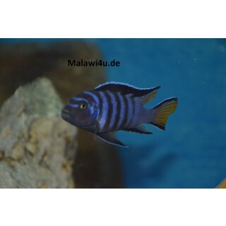 Pseudotropheus elongatus mpanga 4 - 5 cm