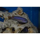 Pseudotropheus elongatus mpanga 4 - 5 cm