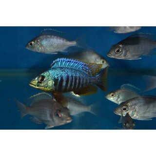 Placidochromis jalo reef 7 - 9 cm