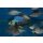 Placidochromis jalo reef 5 - 6 cm