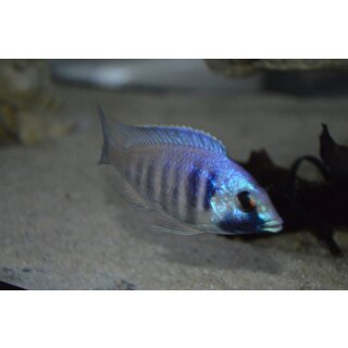 Placidochromis electra 4 - 6 cm