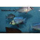 Placidochromis electra 5 - 6 cm