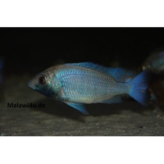 Placidochromis sp. phenochilus gisseli 6 - 9  cm