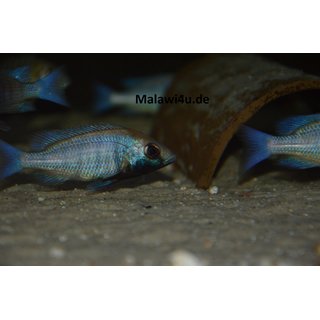 Placidochromis sp. phenochilus gisseli 6 - 9  cm