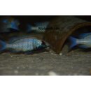 Placidochromis sp. "phenochilus gisseli" 7 - 10  cm