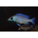 Placidochromis sp. "phenochilus gisseli" 7 - 10  cm