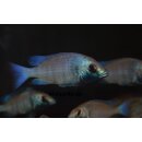 Placidochromis sp. "phenochilus gisseli" 7 - 10  cm