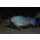 Placidochromis sp. "phenochilus gisseli" 7 - 10  cm