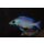 Placidochromis sp. "phenochilus gisseli" 7 - 10  cm