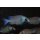 Placidochromis sp. "phenochilus gisseli" 7 - 10  cm