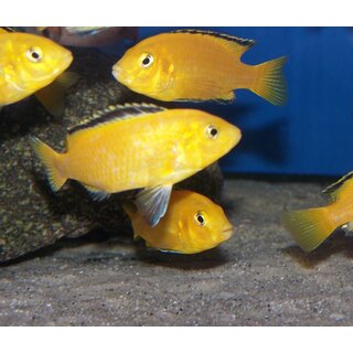 Labidochromis caeruleus yellow  3 - 4,5 cm