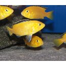 Labidochromis caeruleus yellow  3 cm