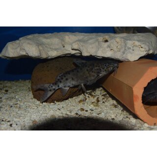 Synodontis njassae WF 12 - 14 cm ( SELTEN )