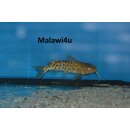 Synodontis njassae WF 12 - 14 cm ( SELTEN )
