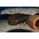 Synodontis njassae WF 6 - 8 cm ( SELTEN )