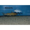 Synodontis njassae WF 6 - 8 cm ( SELTEN )